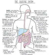 Digestive System Diagram.jpg