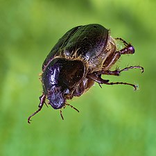 Macro-fotografía de un escarabajo.jpg