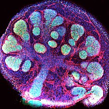 Mouse embryonic salivary gland growing in vitro.jpg