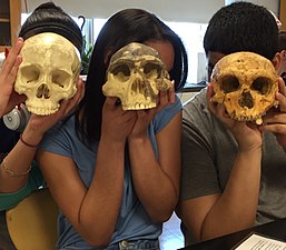 Students explore hominid evolution.jpg