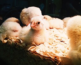Chicks in an Incubator.jpg