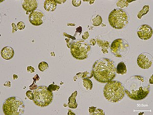 Arabidopsis thaliana leaf protoplasts.jpg