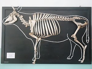 Скелет домашней коровы.jpg