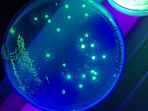 E. coli that has been transformed with pGlo under UV light.jpg