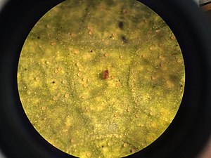 Tetranychus urticae on beans leaf.jpg