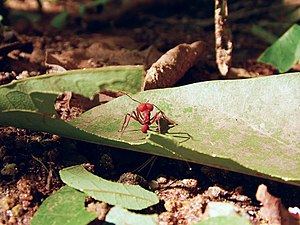 Photo Essay on Ants 3°.jpg