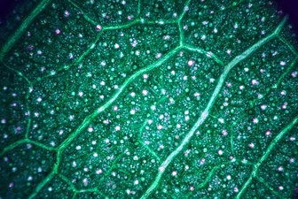 Leaf cells - 03.jpg