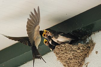 Swallows in nest 2.jpg