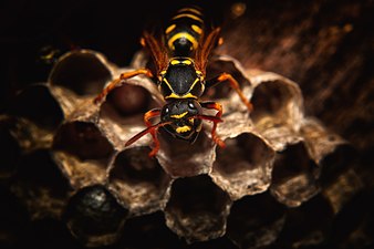 Paper wasp in the nest.jpg