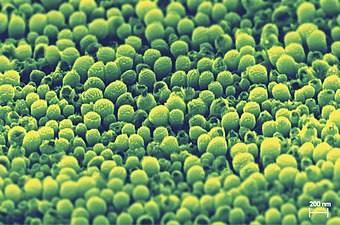 The zirconium dioxide surface formed in broccoli like structure.jpg