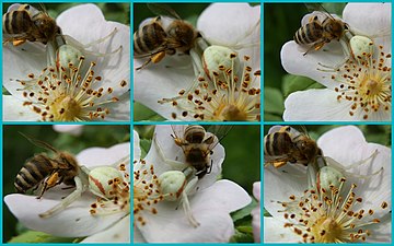 Busy bee as a spider's meal.jpg