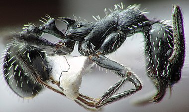 Aphaenogaster spinosa profilo.jpg
