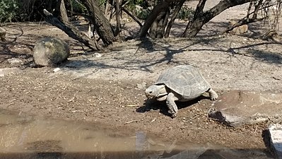 Desert tortoise near Saltillo, Mexico.jpg
