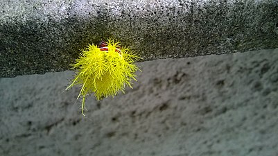 Color Detail on Yellow Caterpillar near Atlantic Rainforest.jpg